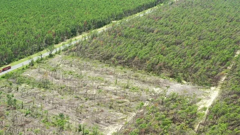 Hurricane Michael aerial Forest damage recovery Video stock 112945662