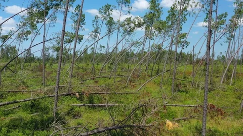 Hurricane Michael drone flies through forest Stock Footage 113145117