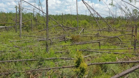 Hurricane Michael extreme wind tree damage Stock Footage 113147211
