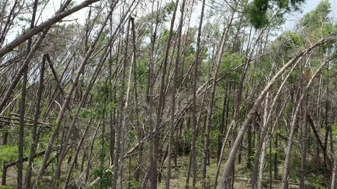 Hurricane Michael Forest damage stress Stock-Footage 112944167