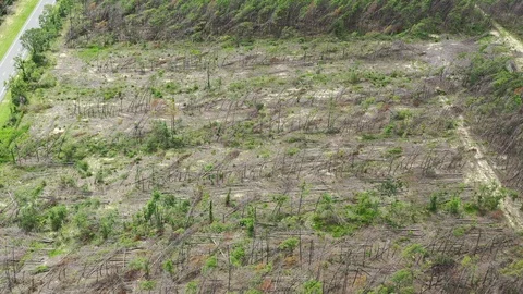 Hurricane Michael massive deforestation Stock Footage 112944466