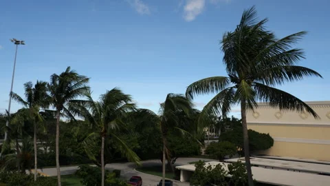 Hurricane Milton Aftermath-Palm Trees Whipping in Breeze Video stock 287656607