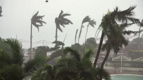 Hurricane nears palm trees dance Stock Footage 243209967