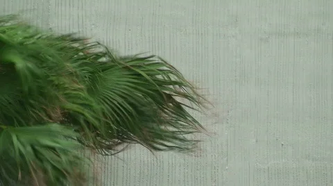 Hurricane Palm Stock Footage 828701