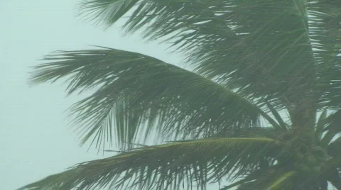 Hurricane Palm Tree Stock Footage 490802