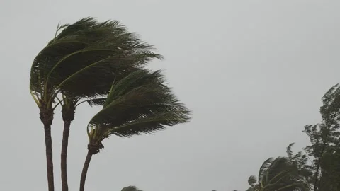 Hurricane Palm Tree Stock Footage 143197794