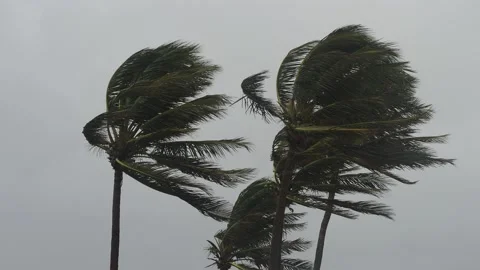 Hurricane Palm Trees in 4K Stock Footage 143197996
