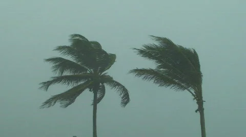 Hurricane Palm Trees Stock Footage