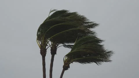 Hurricane Palm Trees Stock Footage 143198348