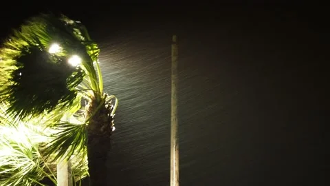 Hurricane Palm Trees at Night Stock Footage 143164757
