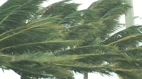 Hurricane palm trees wind Stock Footage 12573569