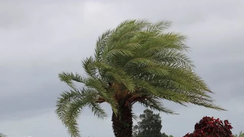 Hurricane Palms Blowing Video stock 214121830