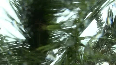 Hurricane Palms Stock Footage 12668098