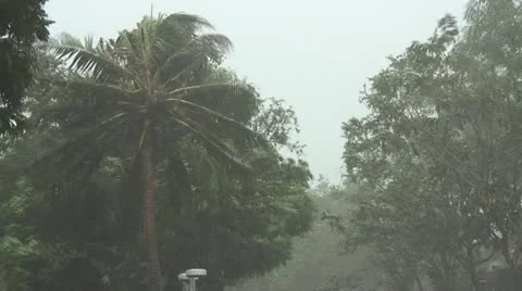 Hurricane Palms Video stock 12678402