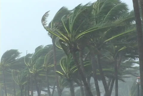 Hurricane Palms Stock Footage 24175407