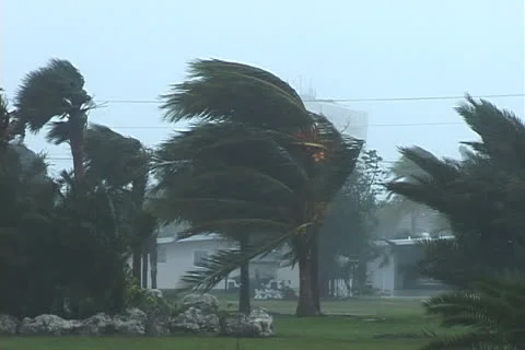 Hurricane Palms Stock Footage 27134599