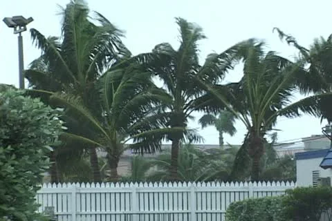Hurricane Palms in high wind Stock Footage 12692253
