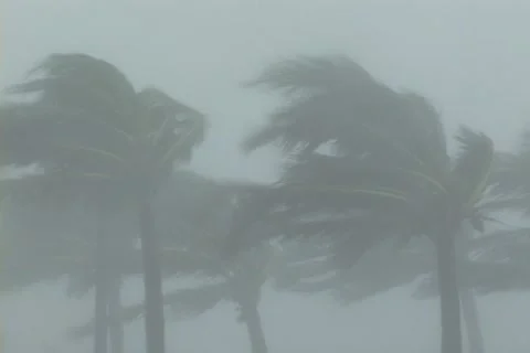 Hurricane Palms violent wind Stock Footage 12575035