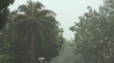 Hurricane palms wind 库存影片 12674195