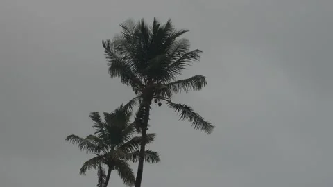 Hurricane Pam Trees Stock Footage 136639378