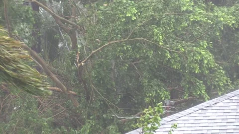 Hurricane Power Line Damage In Trees Stock Footage 135043214