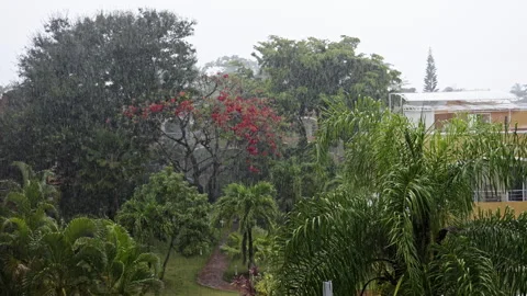 Hurricane rain in the Caribbean with trees in the background Vídeo Stock 268591167
