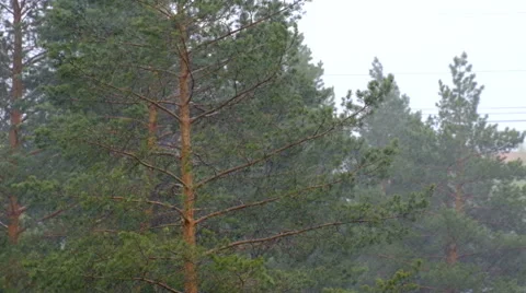 Hurricane rain trees Stock Footage 63038280