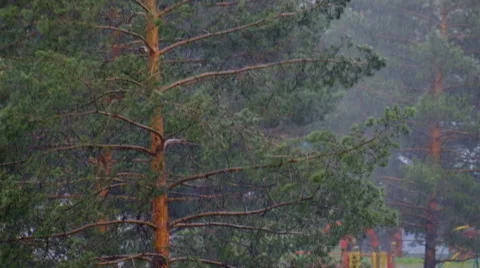 Hurricane rain trees Stock Footage 63038343
