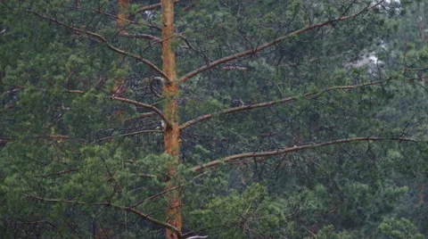 Hurricane rain trees Stock Footage 63038445