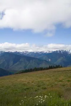 Hurricane Ridge Stock Photos