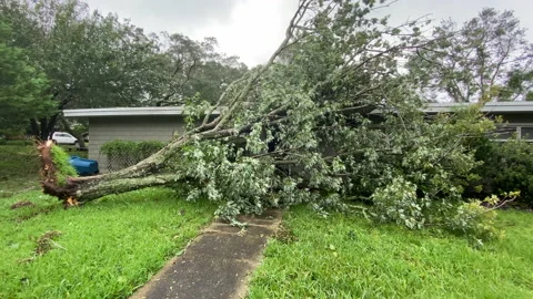 Hurricane Sally fallen tree Stock Footage 139600671