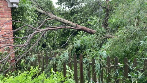 Hurricane Sally fallen tree Stock Footage 140100520
