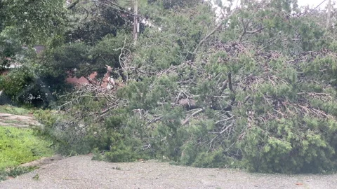 Hurricane Sally tree blocks road Stock Footage 139601033