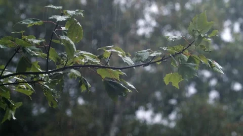 Hurricane Storm Wind Sways Trees And Branches Nova Scotia Canada Video stock 321362413