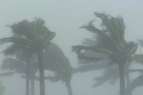 Hurricane thrashes Palms Stock Footage 12692272