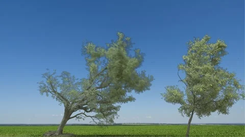 Hurricane. Tree Is Falling Down. Fallen Tree Stock Footage 263127741