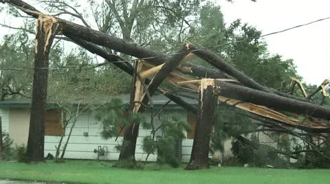 Hurricane trees snapped Stock Footage 12574653