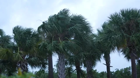 Hurricane Tropical Storm Strong Wind Blowing Palm Trees in Neighborhood Stock Footage 314412482