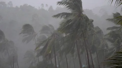 Hurricane in Tropics - Palm Trees in Tropical Heavy Rain Stock Footage