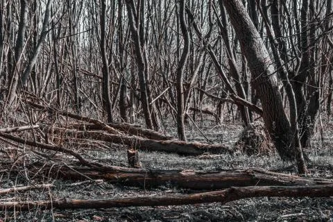 Hurricane tumbled down trees in the forest Stock Photos