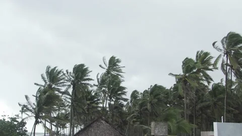 Hurricane warning palm trees blowing, can represent a typhoon or climate change Video stock 163561059