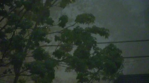 Hurricane weather, heavy rain and strong winds in tree branches Stock Footage
