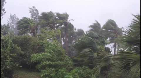 Hurricane wind and rain lashes vegetation Stock Footage 42959758
