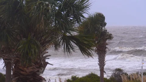 Hurricane Wind on Beach Palm Trees, Rack Focus Video stock 96319394