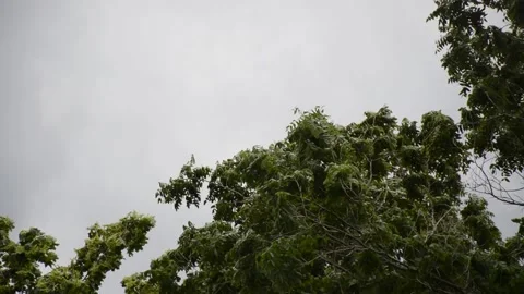 Hurricane wind bends branches and crowns of trees Stock Footage 168570262