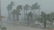 Hurricane Wind Blasts Palm Trees Neighborhood Flooding Stock Footage