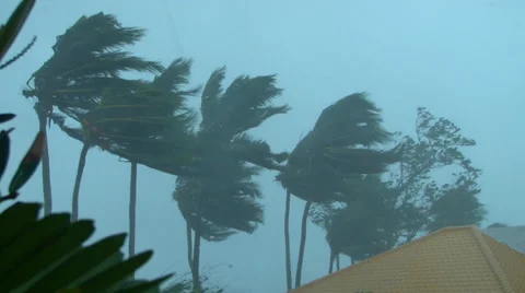 Hurricane wind blowing palm trees 库存影片 33871298