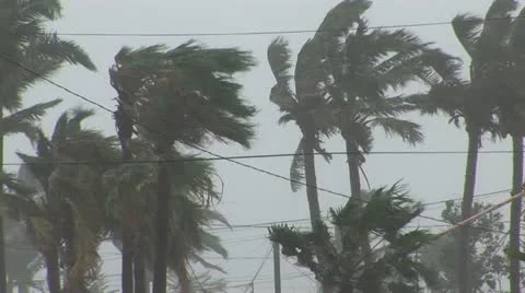 Hurricane wind palm trees Stock-Footage 12573427