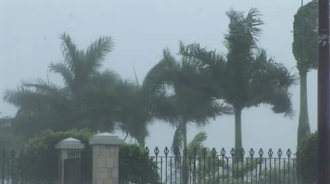 Hurricane wind palm trees 库存影片 12573770