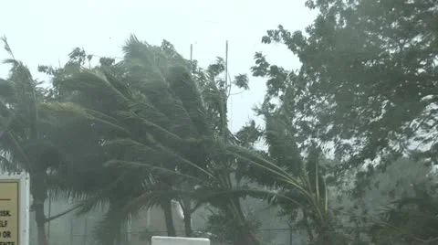 Hurricane Wind Palm Trees Video stock 12573821